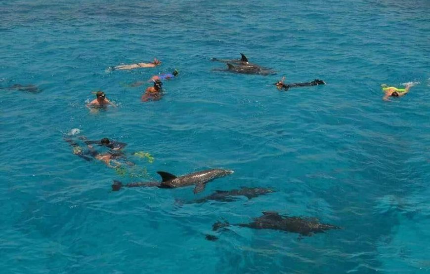 Dolphin House Adventure – A Red Sea Dream with All Egyptian Trip