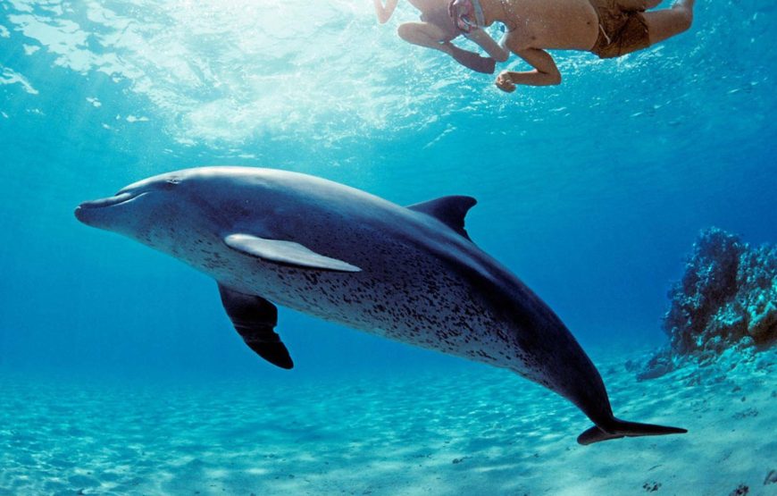 Dolphin House Adventure – A Red Sea Dream with All Egyptian Trip