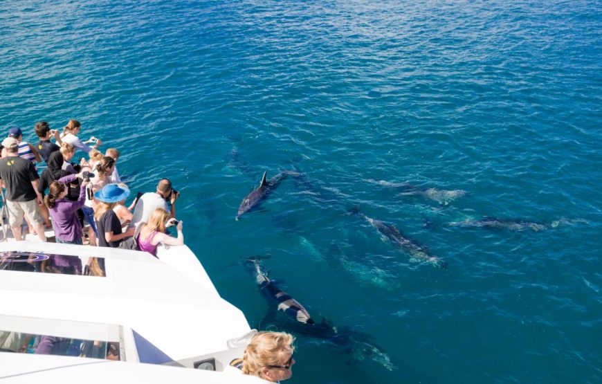Dolphin House Adventure – A Red Sea Dream with All Egyptian Trip